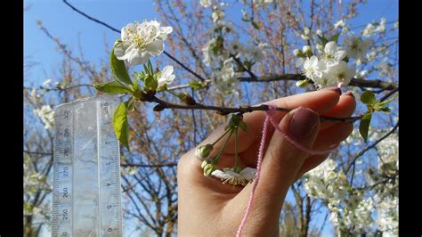 In this science experiment for kids we'll be forcing bulbs into bloom and by planting a bulb in a clear container with stones, you'll be able to observe the roots growing, as well as observe the plant growing above the rocks. How to begin observing trees? - QR Learning Platform