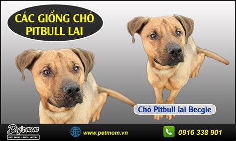 Những hình ảnh hiếm hoi về chó pitbull sau khi tấn công người. Các giống chó Pitbull lai được nuôi phổ biến tại Việt Nam