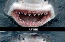 funny memes creative advertising good colgate ads shark haaien dental grappige advertisement time bezoeken humor maybe much choose board