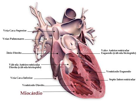 A apresentação clínica é variável, geralmente posterior a. O que é miocardite e por que acontece?