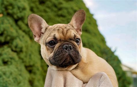 Die französische bulldogge ist muskulös, beweglich und drahtig. Einzigartiges Mädchen, Ausstellungshündin Fawn (Silber ...