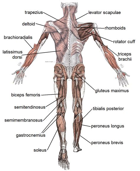 Field guide to the human body™. 4 human body muscles labeled : Biological Science Picture ...