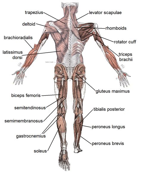 The human musculoskeletal system (also known as the human locomotor system, and previously the activity system1) is an organ system that gives humans the ability to move the bones provide stability to the body. 4 human body muscles labeled : Biological Science Picture ...