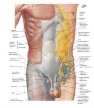 Localising signs develop early in the case of a superficial bone such as the tibia, later if the bone is deeply placed. Anterior Abdominal Wall: Superficial Dissection ...