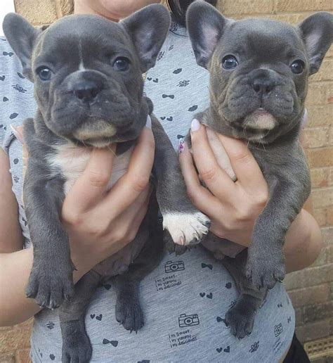 He could be a great only dog or good with a female that is as big as him it bigger. Available Blue French bulldogs FOR SALE ADOPTION from ...