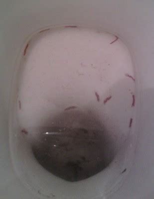 Horsehair worms occur in toilet tanks when humans throw dead, infested insects into the toilet or when insects fall into the bowl and drown. "Worms" in Tasmanian Toilet are Drain Fly Larvae - All ...