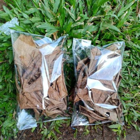 Rahasia manfaat daun pisang kering untuk ikan cupang. Daun Ketapang Kering Alami Obat Jamur Kura Daun Ketapang ...