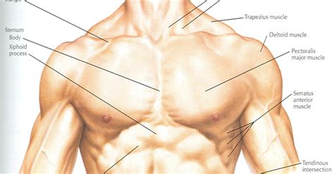 Transversus abdominis muscle internal abdominal oblique muscle rectus abdominis muscle anterolateral abdominal wall. Abdominal Anatomy Skin / Regions and Planes of the Abdomen ...