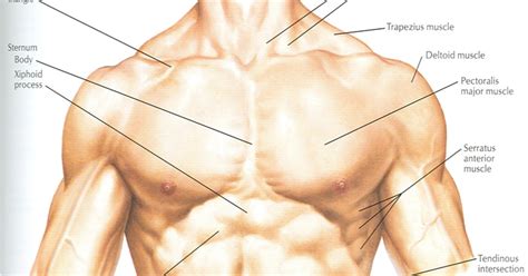 Relationship of the kidneys to vertebra and ribs 57 figure 23.1b they are retroperitoneal and are located in the abdominal cavity. Abdominal Anatomy Skin / Regions and Planes of the Abdomen ...