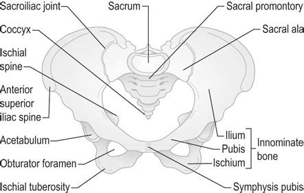 This video lecture demonstrate laparoscopic anatomy of pelvis. Female Bony Pelvis Anatomy