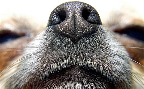 The nose has two cavities, separated from one another by a wall of cartilage called the septum. What the Dog Nose Knows - Modern Farmer