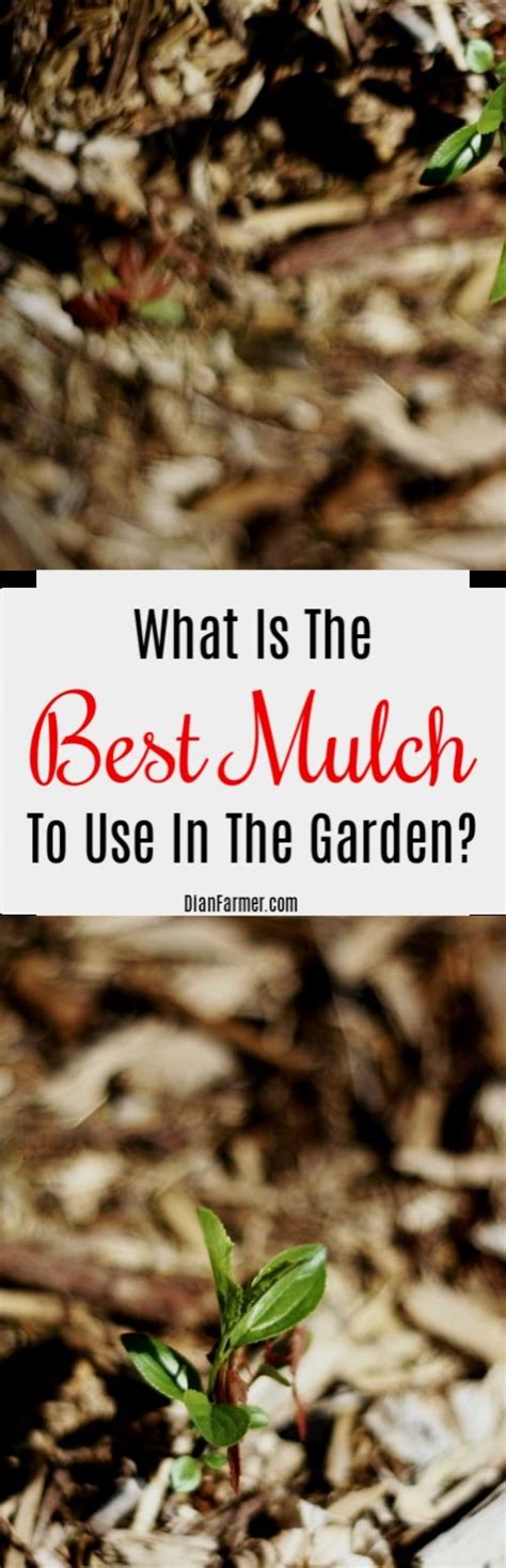The list of benefits for using mulch in the garden is long and powerful. What Is The Best Mulch To Use In The Garden? https ...