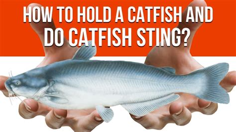 A cactus hold water and camels eat that and consume the water and can survive days with the water held in its stomach. How To Hold a Catfish (and Do Catfish Sting)? | Catfish ...