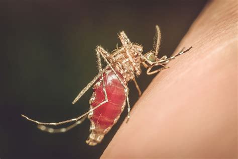 Mücke im schlafzimmer finden bild veröffentlicht und veröffentlicht von admin das behalten in unserem. Mücken Im Schlafzimmer Bekämpfen - Schlafzimmer Ideen