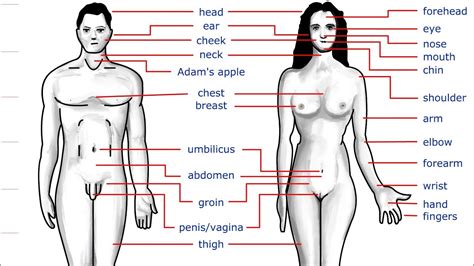 Female parts of body name in english. Vocabulary Part of Body With pictures in Marathi and ...