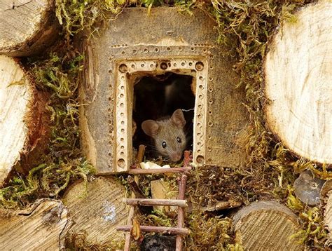 Ob sich mäuse dauerhaft im garten aufhalten, bemerkt man vor allem an dem kot der tiere, sowie an bissspuren an pflanzen oder dem gezüchteten gemüse. Mäuse im Garten nicht vertreiben, sondern bestens ...