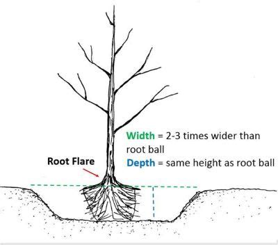 Tree plantations within the context of ecological restoration of peatlands: Shrub & Tree Care Best Practices. GARDEN POSSIBILITIES