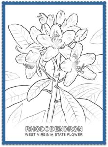 Cut out the other side of the. West Virginia State Flower Coloring Page - USA Facts for Kids