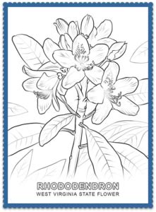 Cut out the other side of the. West Virginia State Flower Coloring Page - USA Facts for Kids