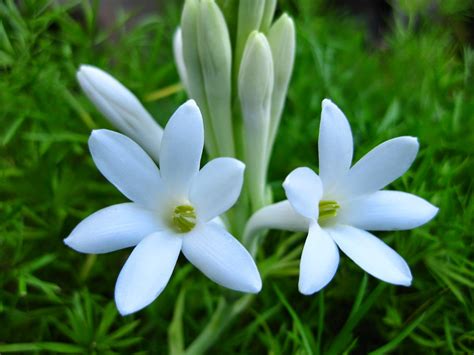 Bunga sedap malam merupakan bunga yang kepopulerannya sudah mendunia. Bunga Sedap Malam Flora Identitas Provinsi Jawa Timur ...