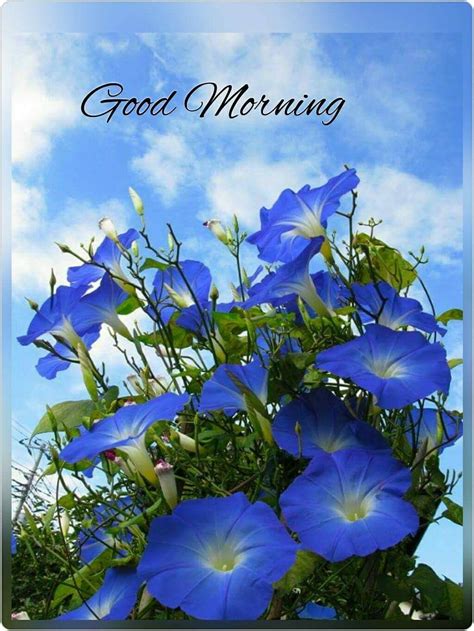 The novel that millions of readers took to their hearts is a stirring film. Morning Glory Good Morning Images Flowers Hd - MORNING WALLS