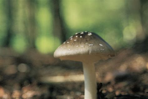 El hongo negro es causado por un moho que se encuentra en el suelo, las plantas, el estiércol y las frutas y verduras en estado de descomposición, principalmente en puede afectar los senos paranasales o los pulmones después de que una persona inhala esporas de hongos en el aire, y en. Beneficios del hongo negro | Muy Fitness