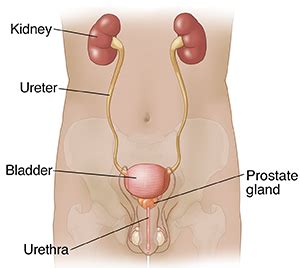 How to describe the anatomy of a man? Anatomy of the Male Urinary Tract