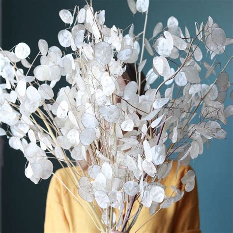 Sometimes it is difficult to gauge the exact image of something online or in a catalogue, so purchasing something sight unseen can be hazardous. Magnificent Lunaria in my store. | Dried flower bouquet ...