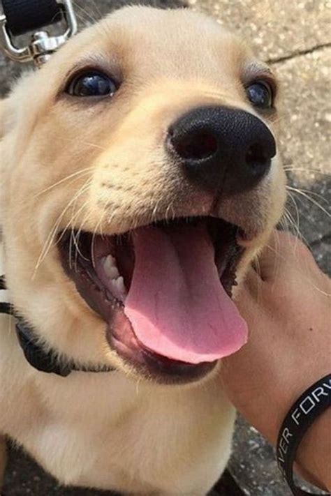 Goldens are prone to allergies, skin problems so golden retriever vs labrador shedding is similar, but goldens usually require more day to day grooming. Newest Pictures Labrador Retriever long hair Ideas in 2020 ...