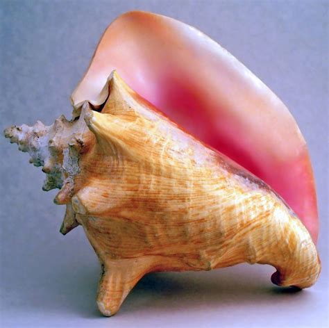 Maybe you would like to learn more about one of these? conch shell. I have several of these but the colouring on ...