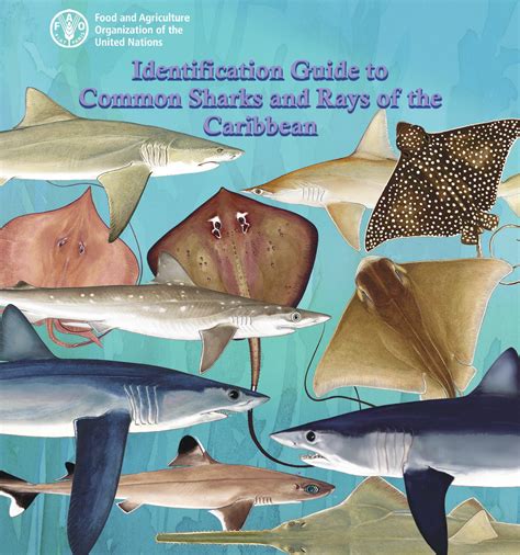 Identification Guide to Common Sharks and Rays of the Caribbean - CLME+ HUB