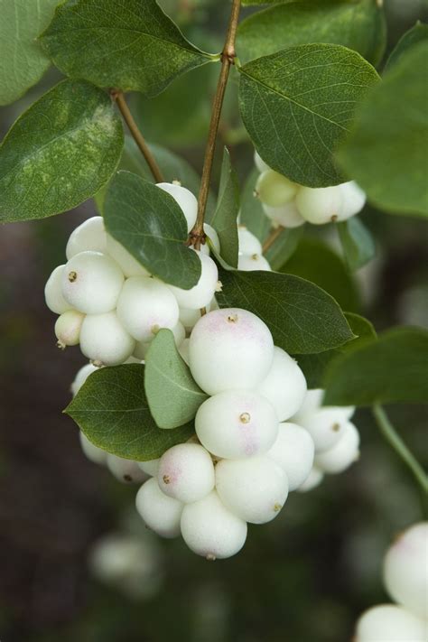 We did not find results for: Charming Fantasy™ Snowberry - Monrovia - Charming Fantasy ...