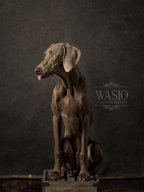 Weimaraner KenLee sticking his tongue out! www.wasiophotography.com | German shorthaired pointer ...