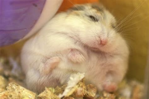 3 hari sebelum mati >. 8 Tanda-Tanda Hamster Mau Mati yang Bisa Diketahui dengan ...