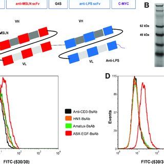 Maybe you would like to learn more about one of these? (PDF) Targeting mesothelin receptors with drug-loaded ...