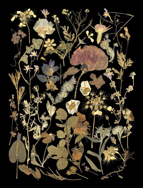 Pressed flower art consists of drying flower petals and leaves in a flower press to flatten and exclude light and moisture. Collection of pressed flowers - Garden Museum