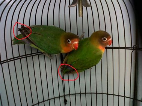 Dari warna tahi telinga hinggalah warna najis anda, semuanya menunjukkan apa yang sedang berlaku pada tubuh anda. Cara Membedakan Burung Love Bird Jantan Dan Betina ...