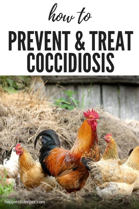Most coccidians develop in the epithelial cells of the alimentary canal and cause enteritis. Preventing and Treating Coccidiosis in Chickens | Urban ...