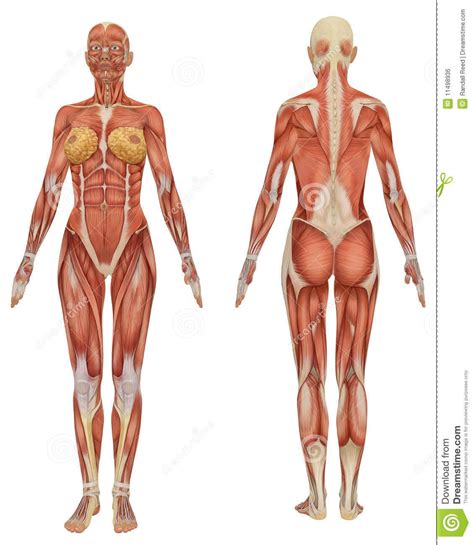 You really have to study anatomy reference books to understanding of so we will use the muscle chart from step 8 as a guide to block the muscle in, quite forcefully at first, as. muscles torso front female - Google Search | Female ...