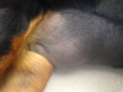 The question of whether a dog can develop a hernia after being spayed is common, as lumps may appear around the. Diary of a Real-Life Veterinarian: Seroma, The Pocket of ...