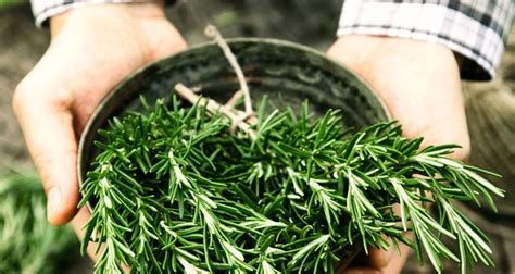 The case of privatisation in malaysia is used as an example to illustrate why institutional processes must be put into place in order to achieve the full benefit of economic policies. Healthy Snacks Malaysia - Rosemary Benefits.