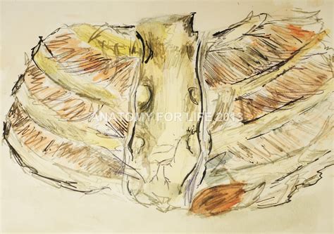 Ribs eight to ten are the false ribs and are connected to the sternum indirectly via the cartilage of the rib above them. 042 - Interior view of ribs, costal cartilages, sternum and intercostal muscles - 4x6. ink on ...