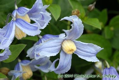 Maybe you would like to learn more about one of these? Clematis integrifolia 'Olgae' flowers 2 of 2
