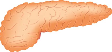 However, for a small percent of the. What's Behind The Rising Incidence Of Pancreatic Cancer ...