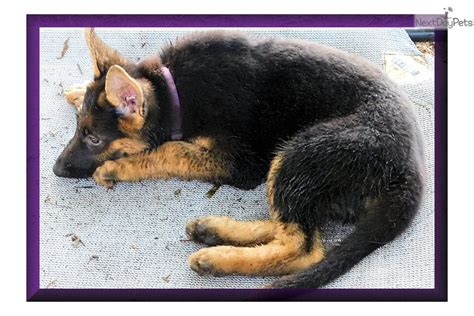 Our german shepherds are bred with special emphasis on outstanding, predictable temperament. German Shepherd puppy for sale near Bowling Green, Kentucky. | c4db287d-a0f1
