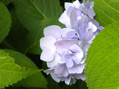 My father especially, and my daughter. HYDRANGEA LAVENDER FLOWER WALLPAPER SCREENSAVER PHOTO ...