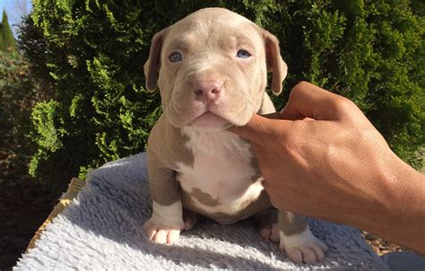 Reddit gives you the best of the internet in one place. Free pitbull puppies