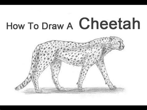 The cheetah's chest is deep and its waist is narrow. How To Draw A Cheetah | Cheetah drawing, Pencil drawings ...