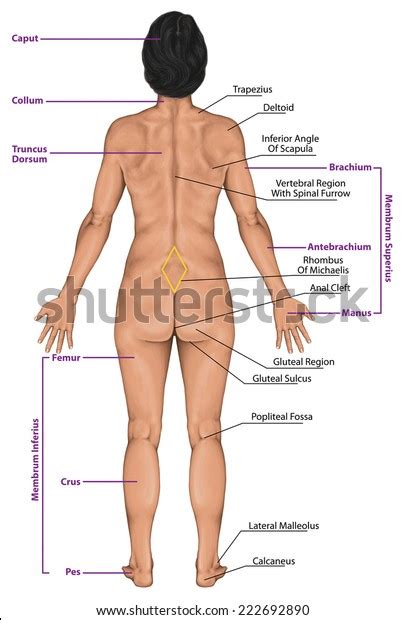 The human body is the structure of a human being. Woman Women Female Anatomical Body Surface Stock ...