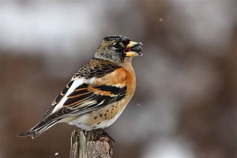 Aber nicht nur buchfinken, sondern auch vögel wie dieser, ich würde sagen ein bergfinkweibchen. Finken - Naturlexikon Bayern